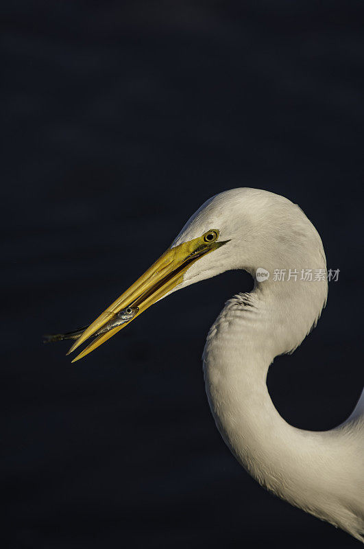 大白鹭，Ardea alba，丁达林国家野生动物保护区，Sanibel岛，佛罗里达州